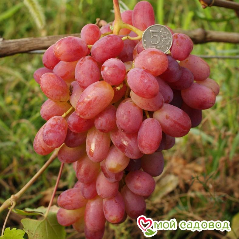 Виноград Рута