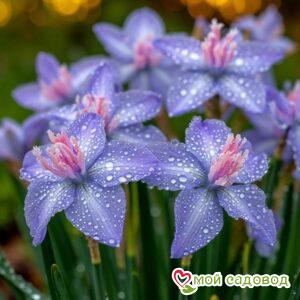 Нарцисс Сокровище Сада